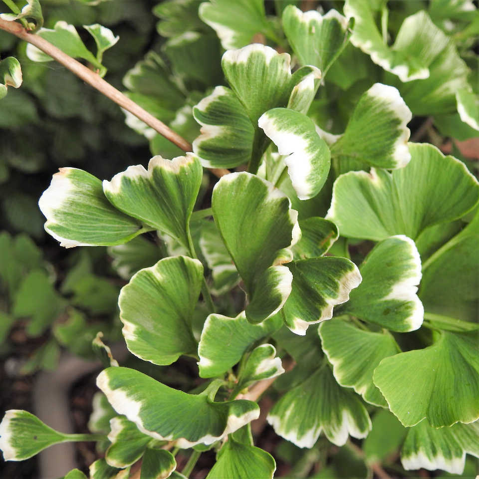 GINKGO BILOBA 40 varieties 2/2 Mundi Plantarum